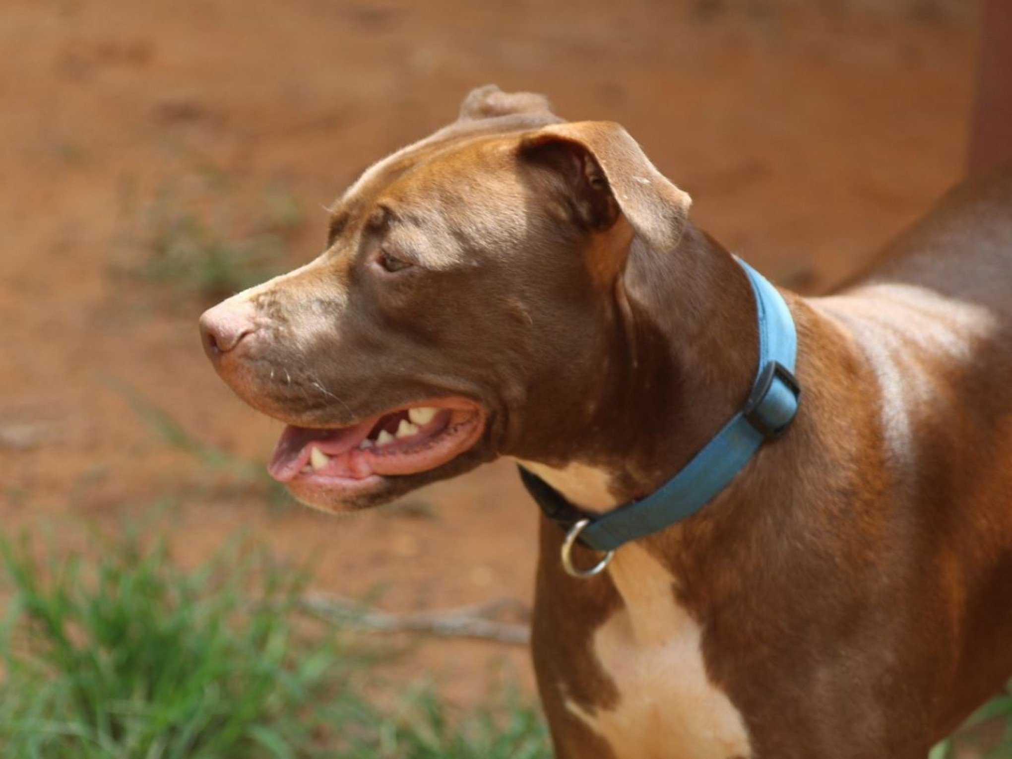 Cão ataca idosa de 80 anos pelo pesçoco; vítima era cuidadora do animal