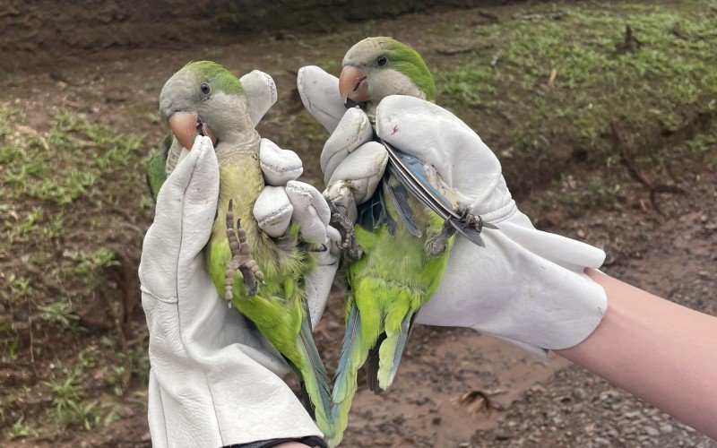 Duas caturritas foram soltas na natureza após reabilitação | abc+