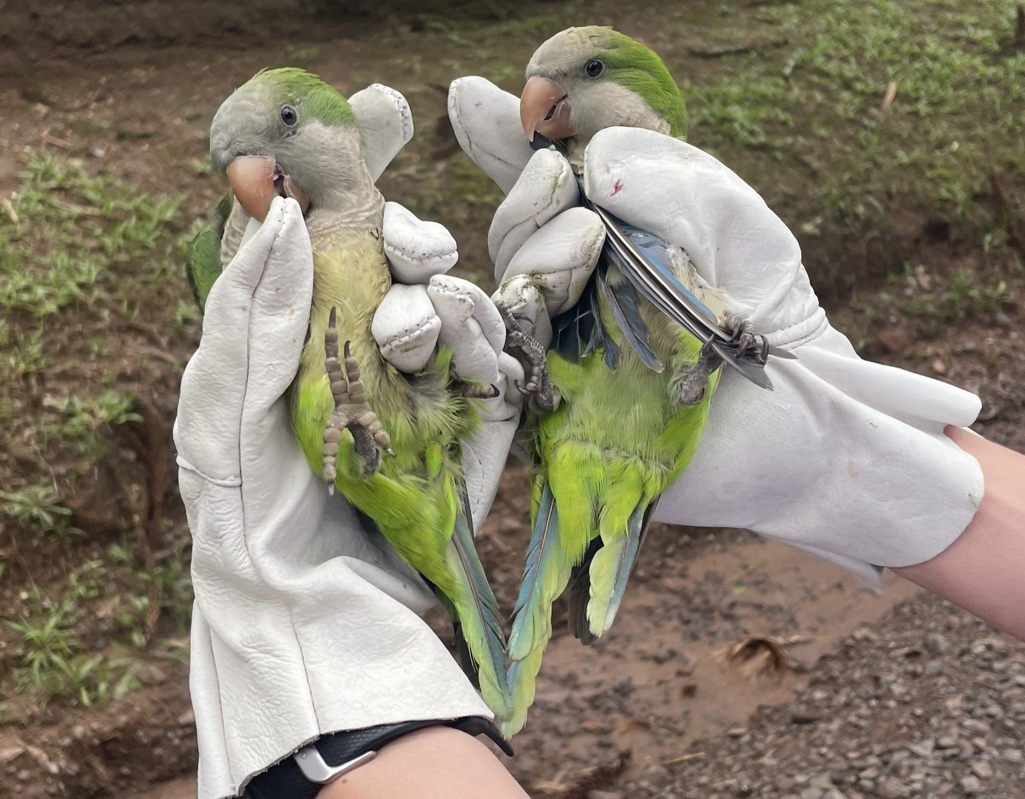 Aves reabilitadas pela Prefeitura de Estância Velha voltam para a natureza