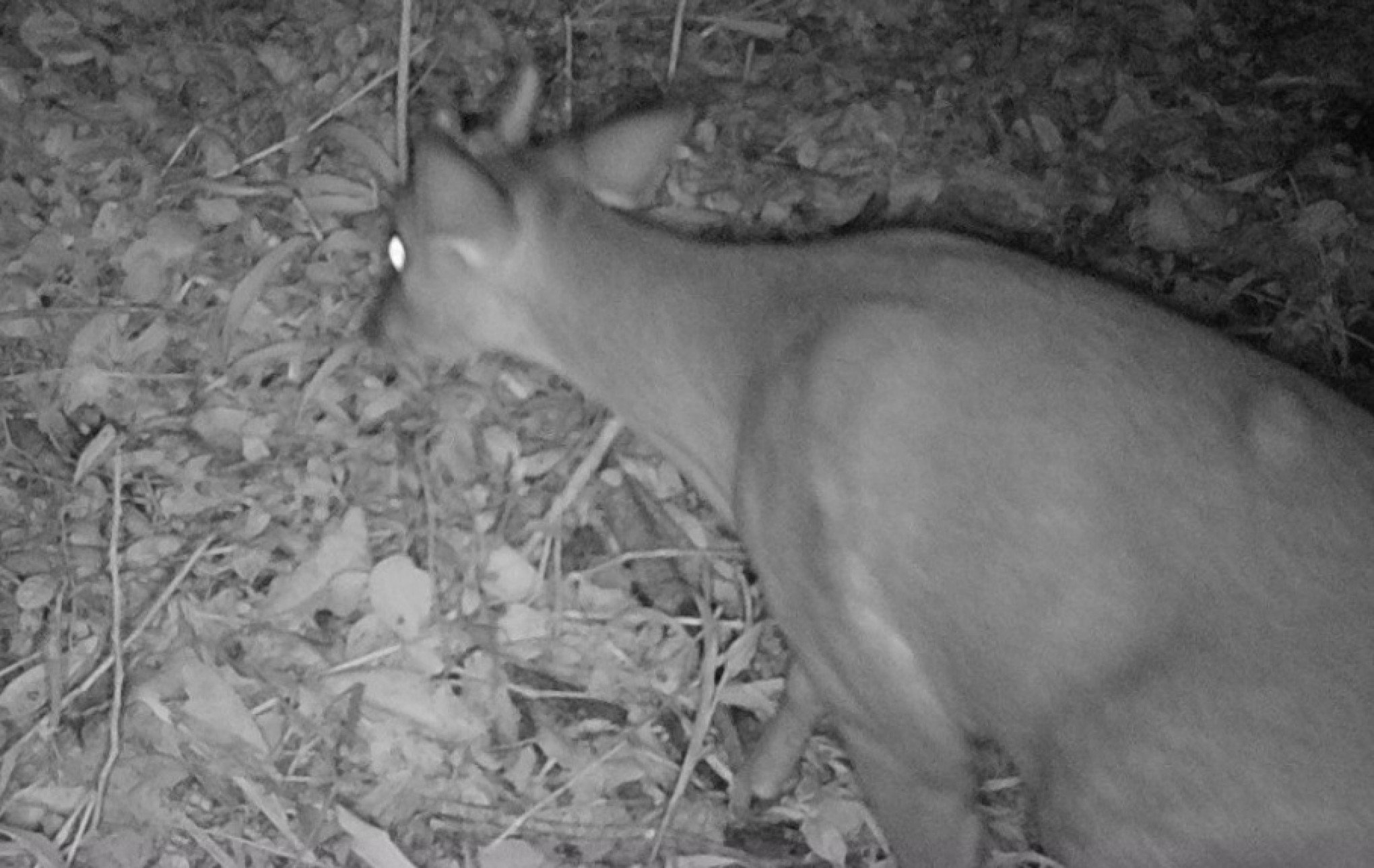 Concessionária CSG instala câmeras para controle de animais silvestres em rodovias entre o Vale do Caí e Serra