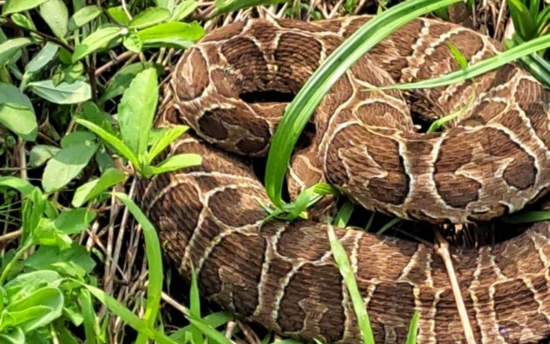 Cobra cruzeira sendo liberada na natureza após resgate dentro de escola infantil nas proximidades de sessão eleitoral no interior do RS