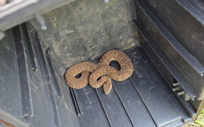 Cobra cruzeira sendo liberada na natureza após resgate dentro de escola infantil nas proximidades de sessão eleitoral no interior do RS