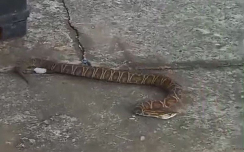 Cobra cruzeira foi resgatada de escola infantil nas proximidades de sessão eleitoral no interior do RS