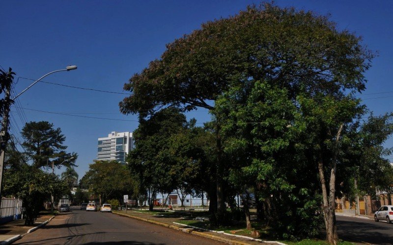 Árvores no ambiente urbano exigem critérios e manutenção | abc+