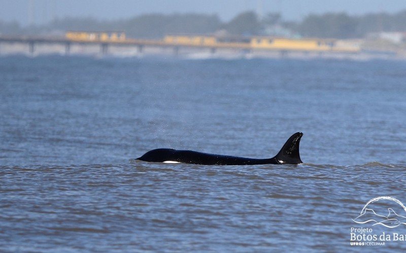 Orcas foram vistas no litoral norte gaúcho | abc+