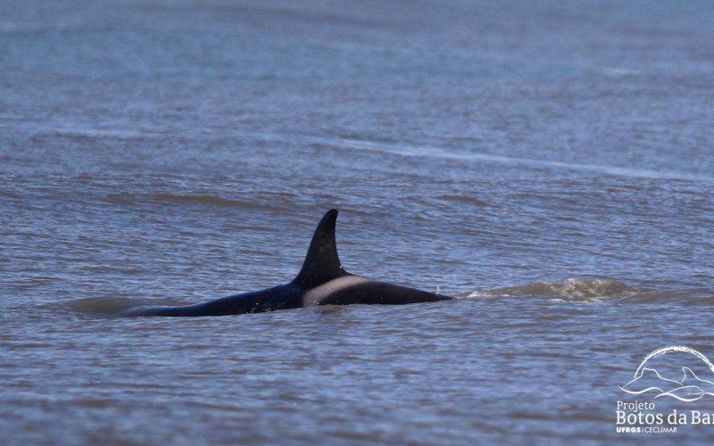 Orcas foram vistas no litoral norte gaúcho 