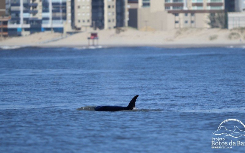 Orcas foram vistas no litoral norte gaúcho 