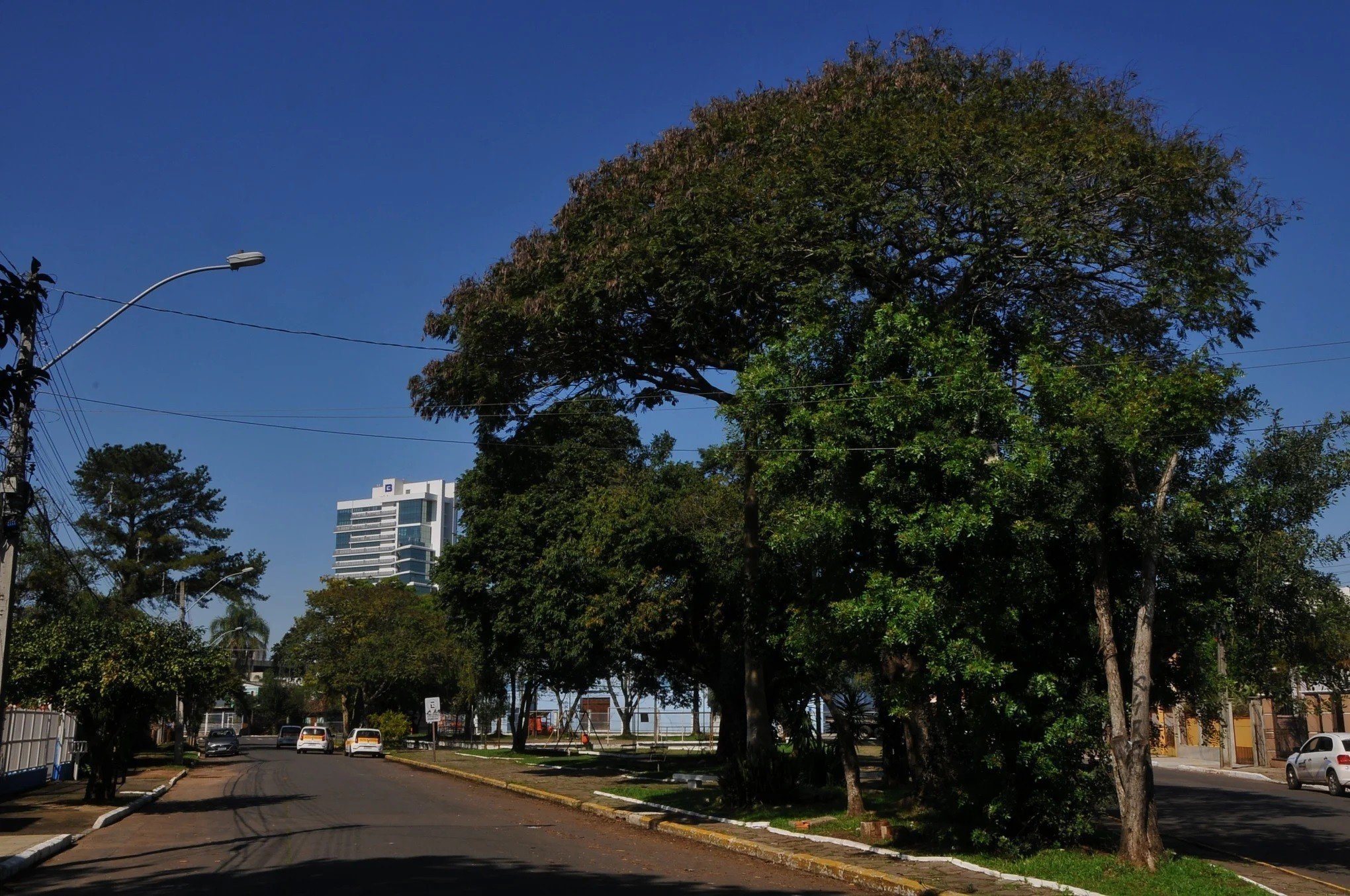 Municípios investem no plantio de árvores para ter conforto térmico e garantir série de outros benefícios