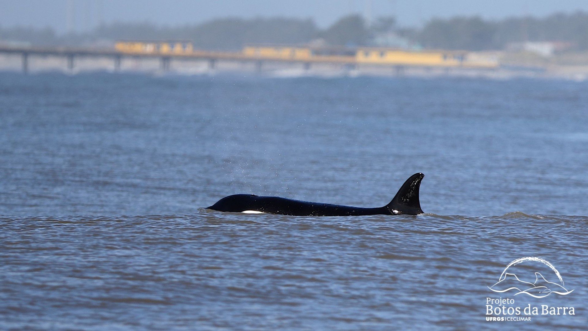 VÍDEO: Orcas fazem rara aparição no litoral do RS