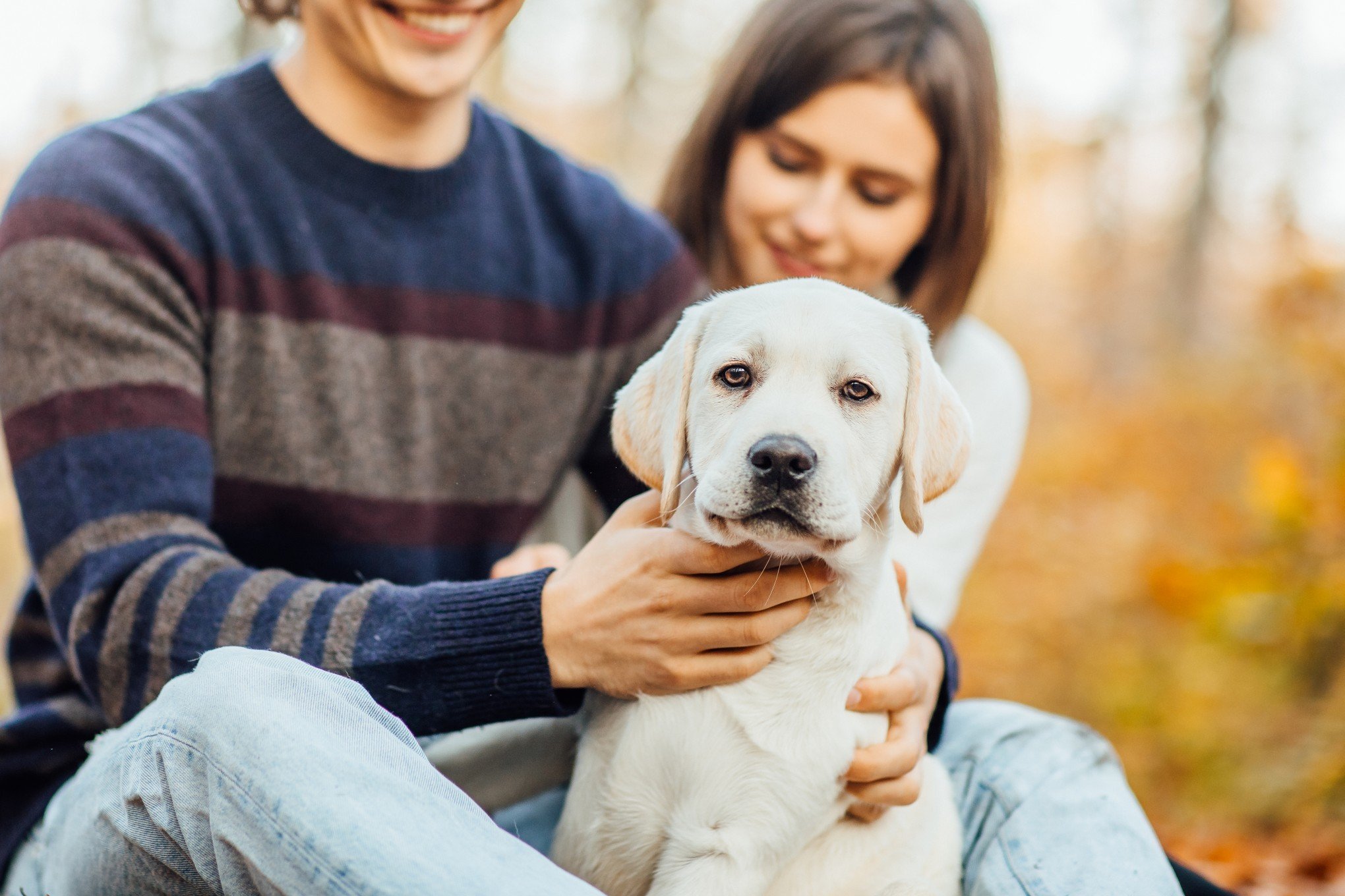 Como fica a guarda de pets em caso de divórcio? Comissão aprova projeto de lei para definir regras; confira