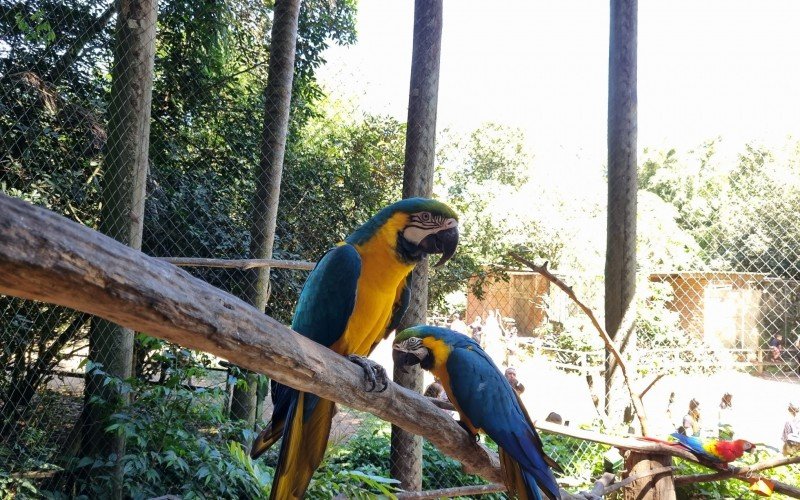 Fechado desde 14 de maio, quando se teve a suspeita do surto de gripe aviária (fato confirmado em 16 de maio), o Zoo de Sapucaia foi liberado após vistoria em 8 de julho
