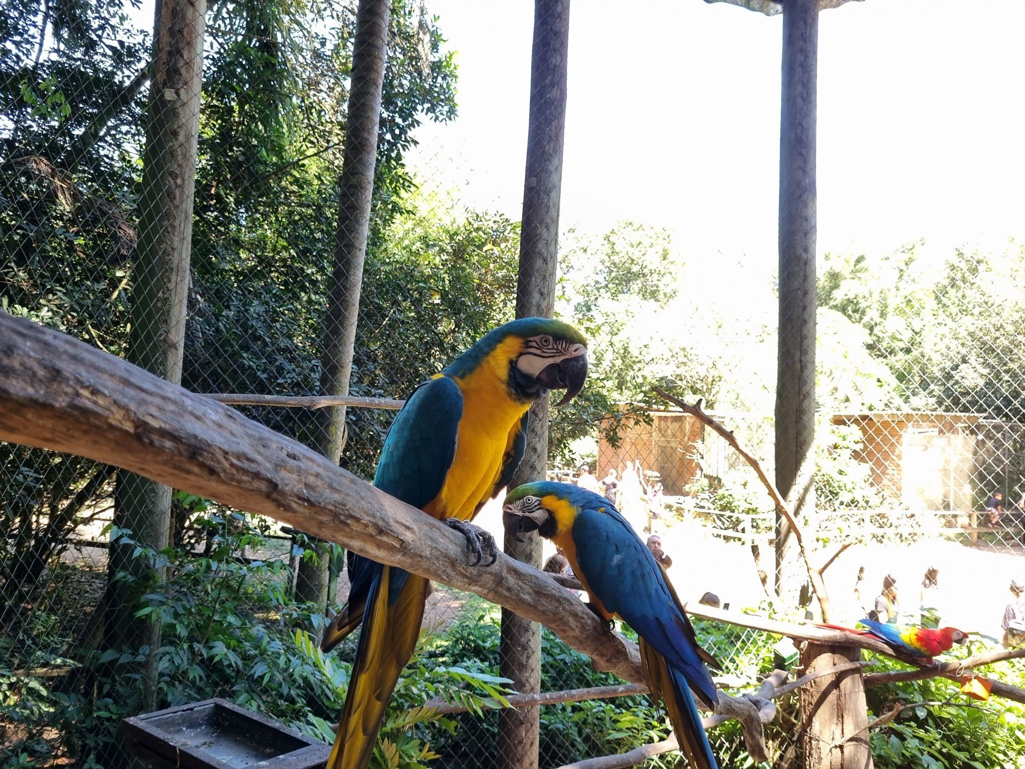 Reabertura do Zoológico de Sapucaia do Sul terá ingresso e estacionamento gratuito; confira quando será