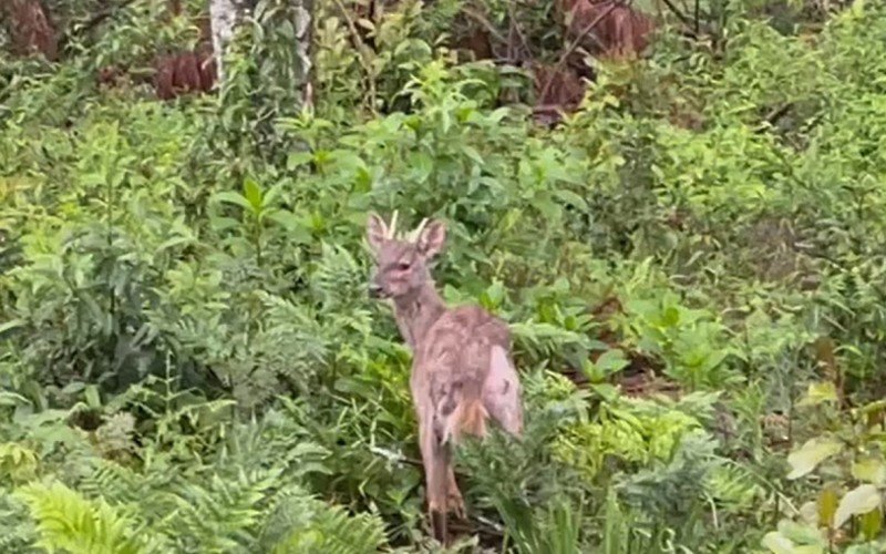 Veado-catingueiro é reinserido na natureza após suspeita de ter sido baleado em Canela