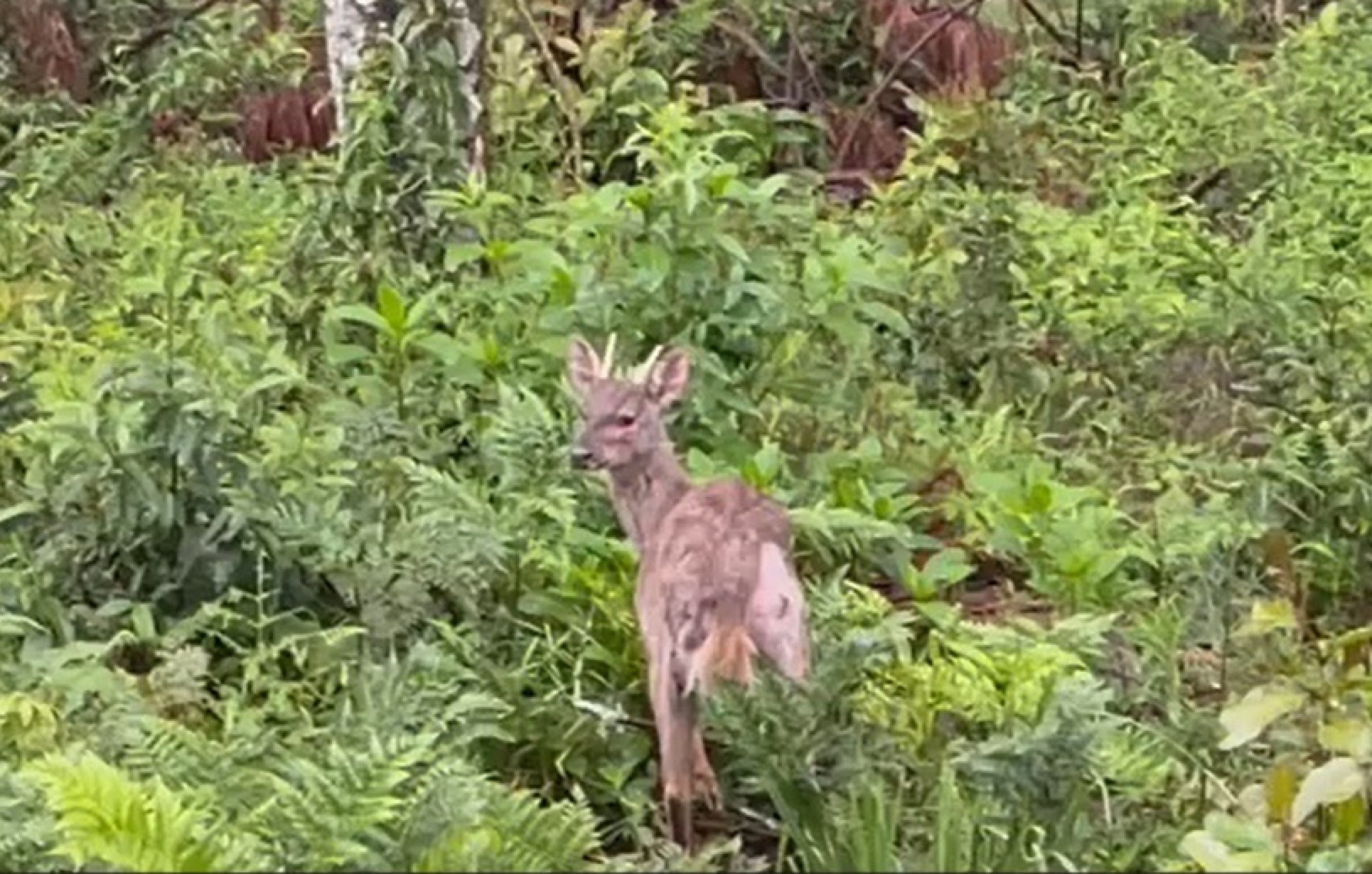 Saiba o destino do veado-catingueiro encontrado ferido em Canela; suspeita é que animal tenha sido baleado