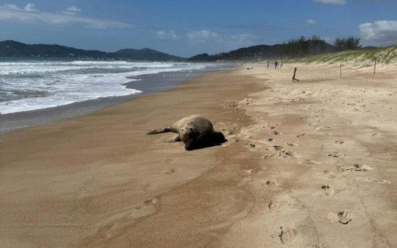 Elefante-marinho e filhote recém-nascido foram vistos em Santa Catarina  | abc+