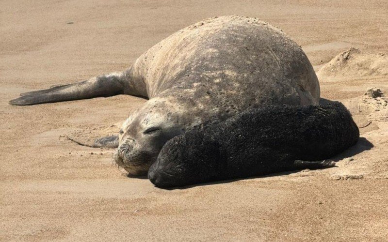 Elefante-marinho e filhote recém-nascido foram vistos em Santa Catarina  | abc+