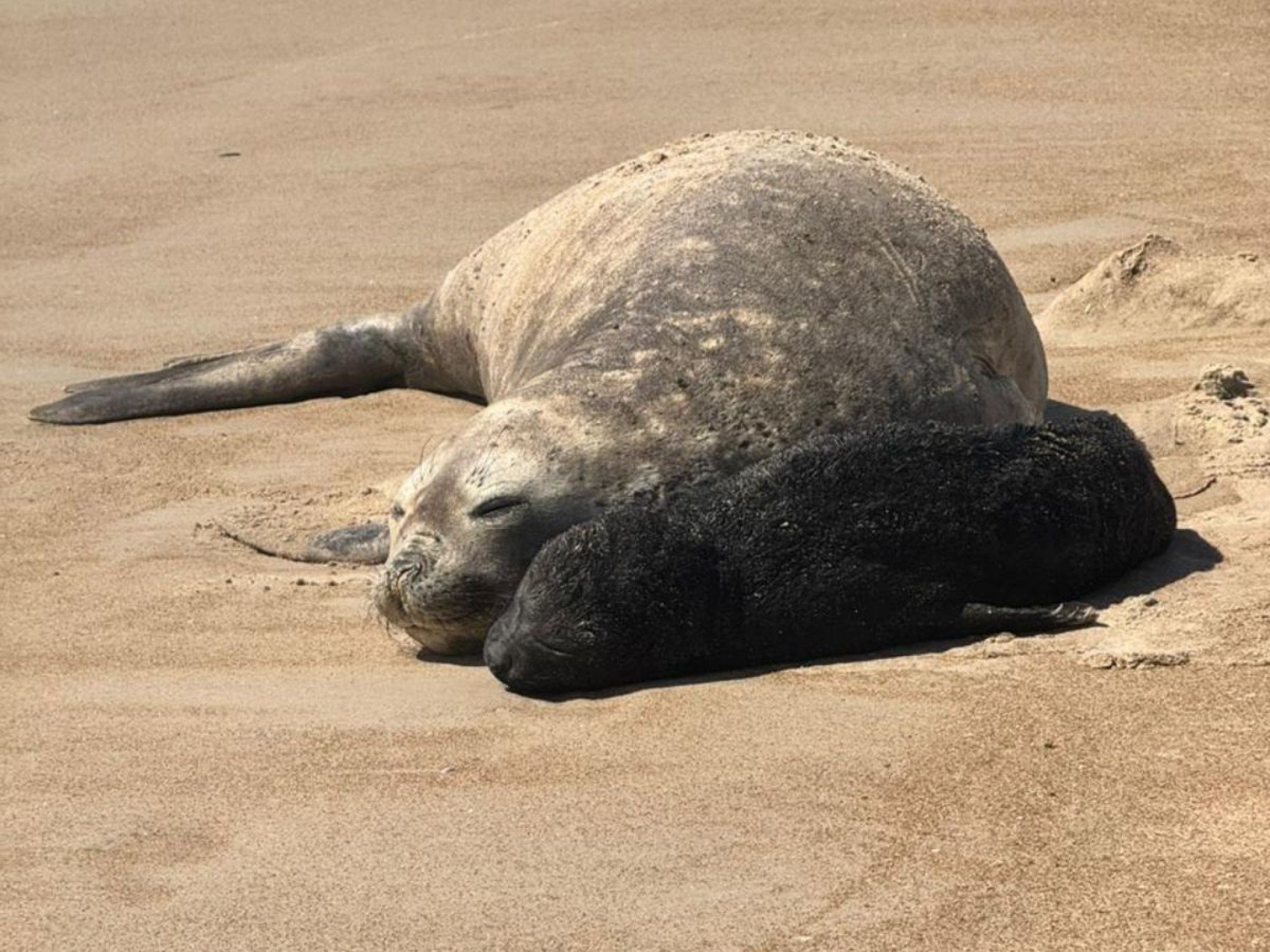 INÉDITO: Pessoas são surpreendidas com aparição de elefante-marinho recém-nascido em praia de SC; veja vídeo