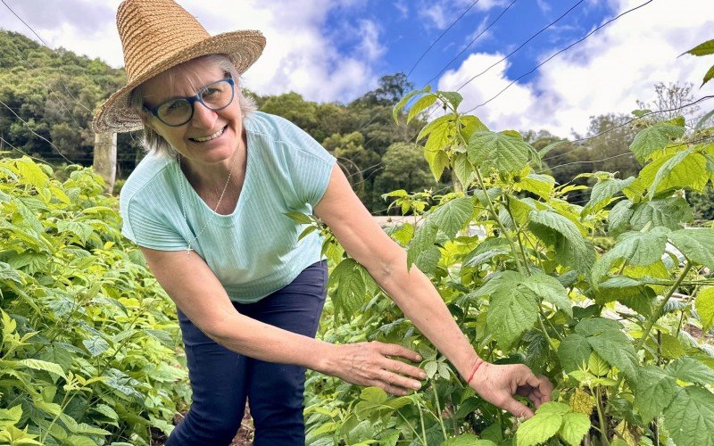 Produção de framboesas fica a cargo da Ivani