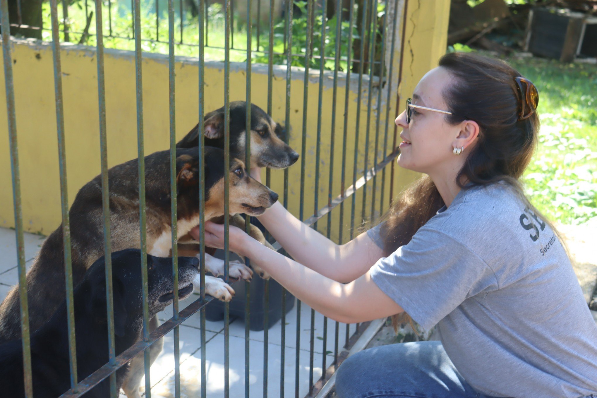 Em parceria com o Combem, Sempa retoma feiras de adoção de animais neste sábado