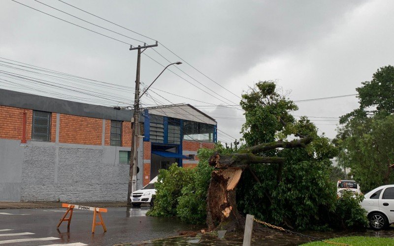 Árvore caída na esquina da Vereador com a 3 de Outubro, bairro Ideal