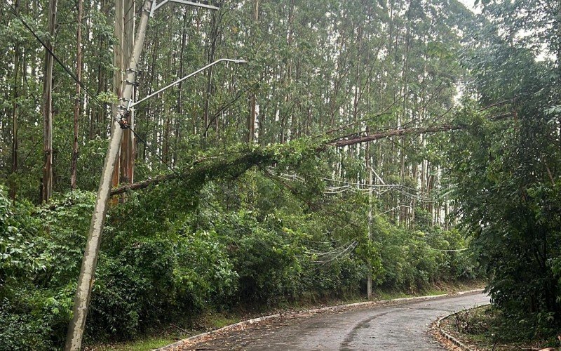 Árvore na rede elétrica na localidade de Sanga Funda e deixa moradores sem luz | abc+