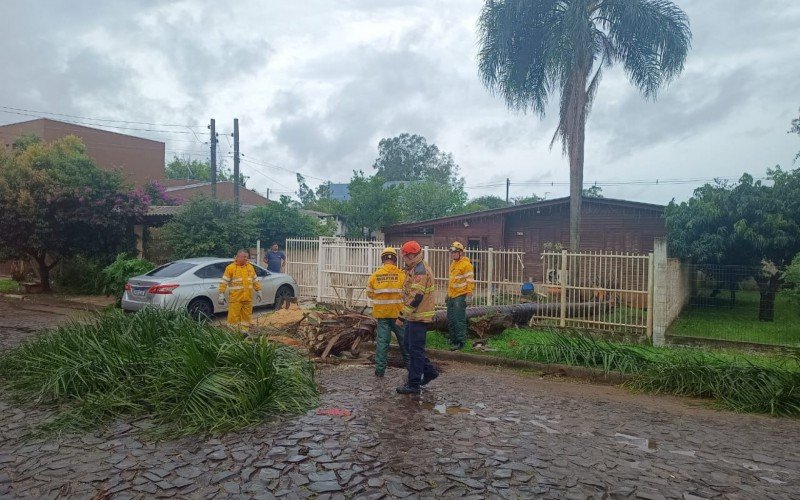 Coqueiro cai sobre a cerca de uma residência no bairro Feitoria