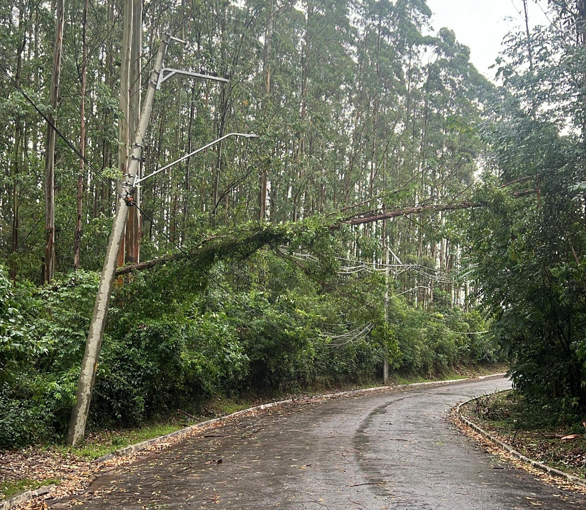 Árvores caídas, casa destelhada e rodovia bloqueada: Os impactos das chuvas em Igrejinha