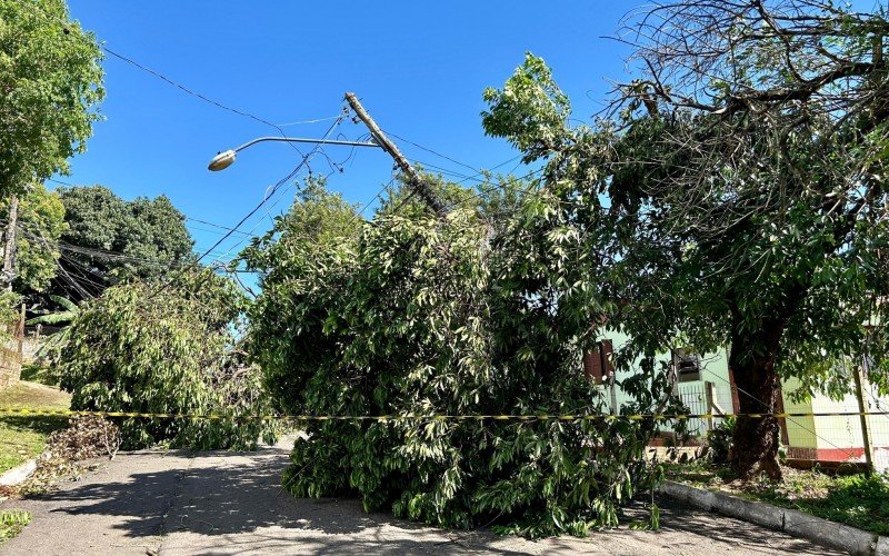 Queda de árvore na Rua Mercúrio, no Bairro Boa Saúde, deixa comunidade sem energia elétrica. | abc+