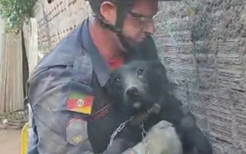 Cão Black foi resgatado por bombeiros em Porto Alegre | abc+