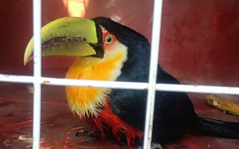  Tucano-de-Bico-Verde foi resgatado por moradores no bairro Boa Vista, em São Leopoldo, e encaminhado pelo Grupamento de Defesa Ambiental (GDA) Ipson Pavani  da Guarda Civil Municipal de São Leopoldo ao Ibama