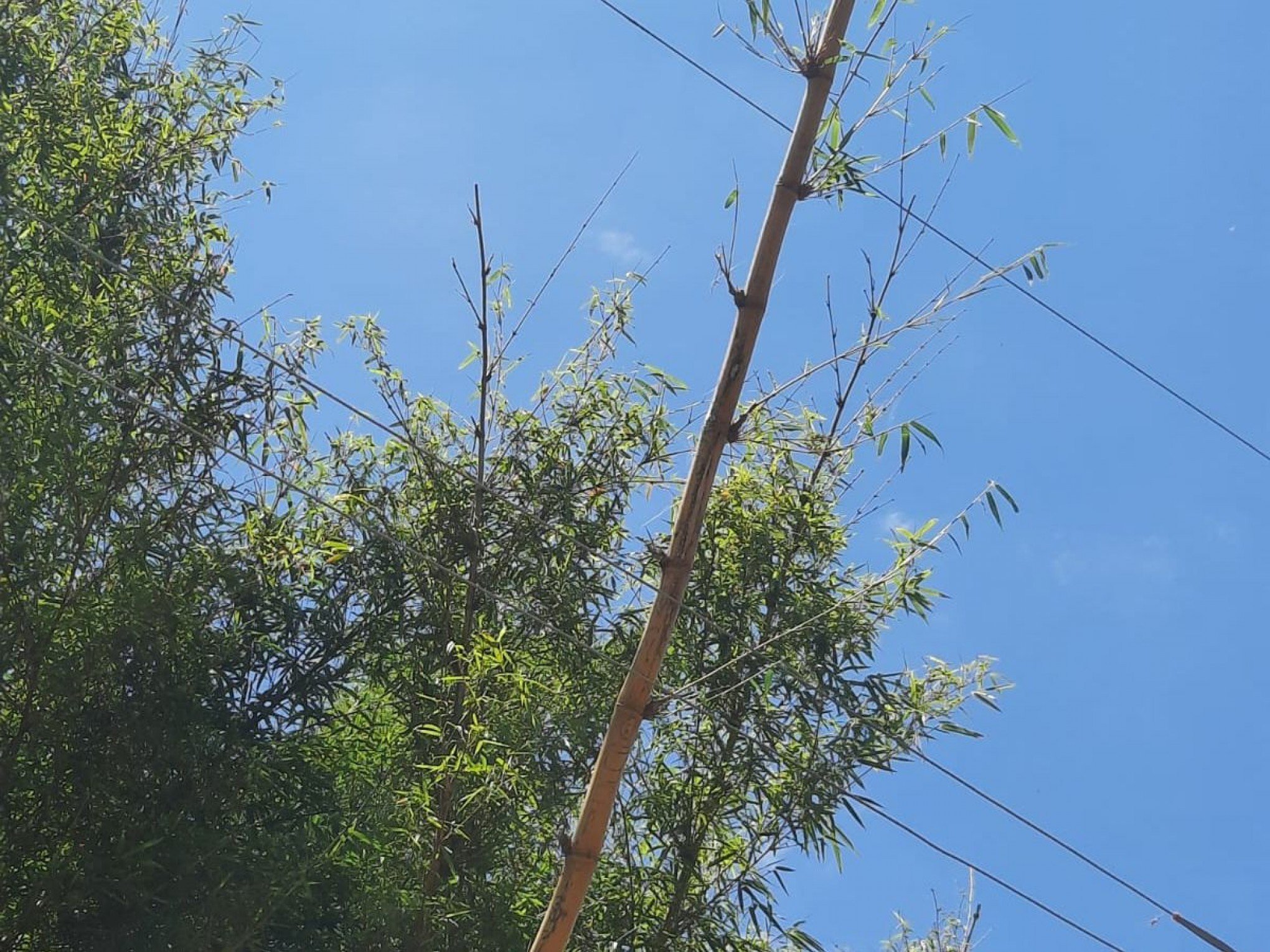 Homem que morreu eletrocutado enquanto cortava bambu é identificado no Vale do Sinos