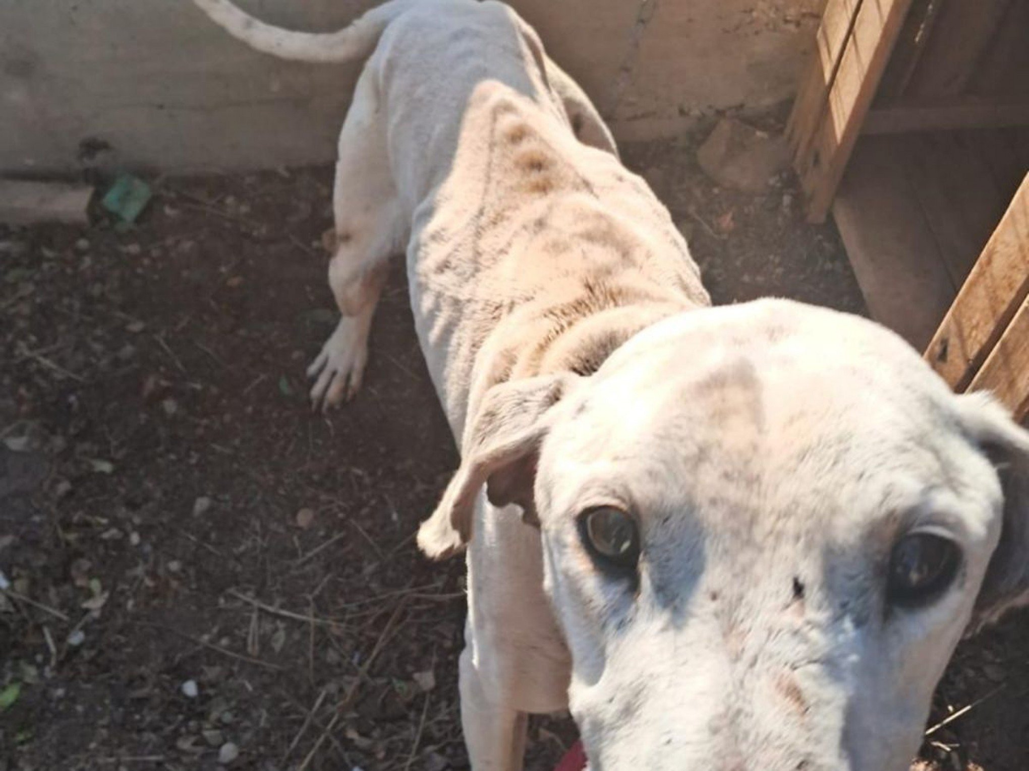 Presos em gaiolas com fezes e muita sujeira: 14 cães são resgatados extremamente magros em casa no bairro Niterói