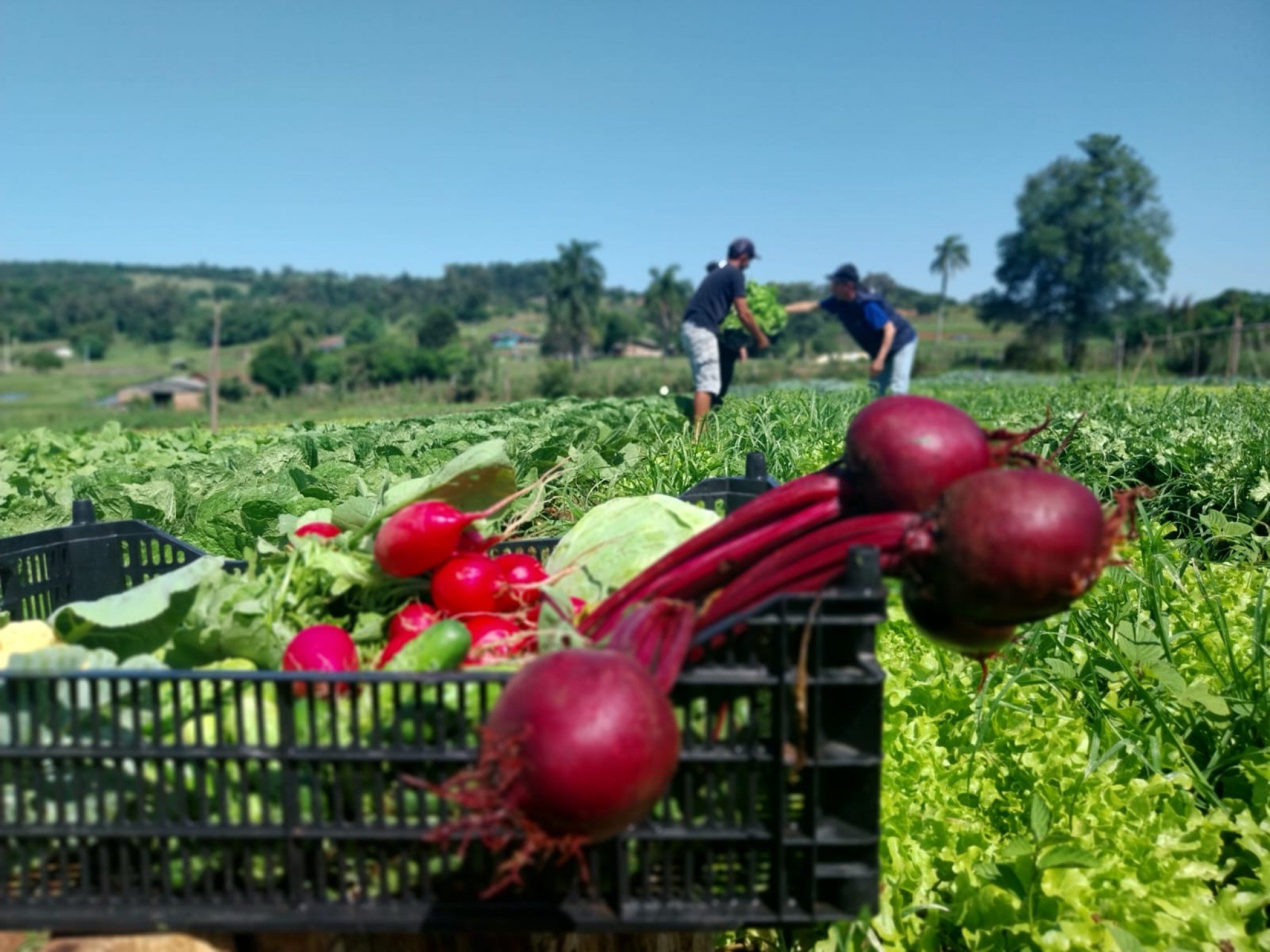 Nova Feira do Produtor no bairro São Jorge terá a participação de jovens agricultores