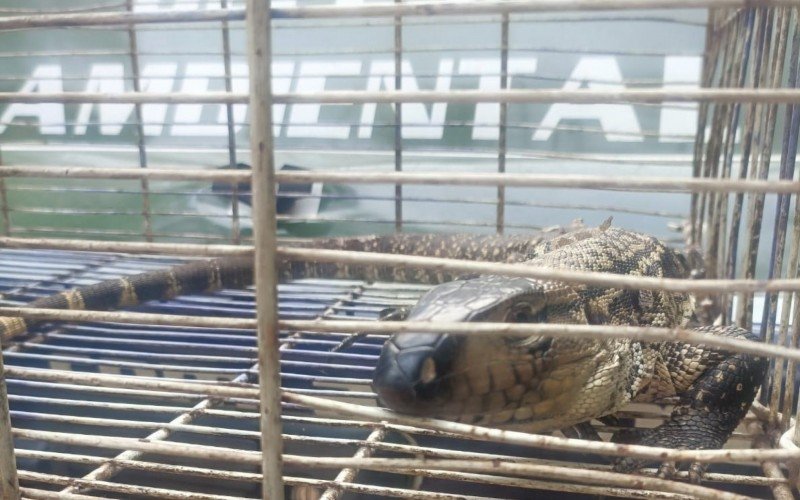 Lagarto é encontrado na cozinha de uma residência no bairro Fazenda São Borja