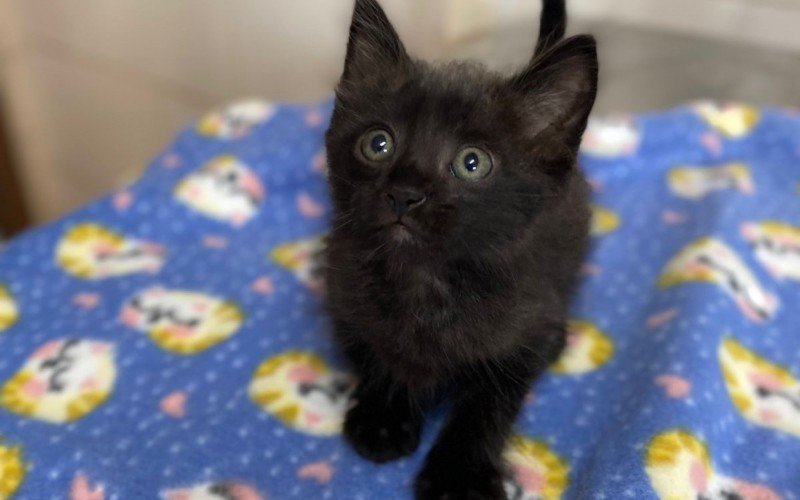 Gatinho foi abandonado na frente da Sempa e estará disponível para adoção na feira