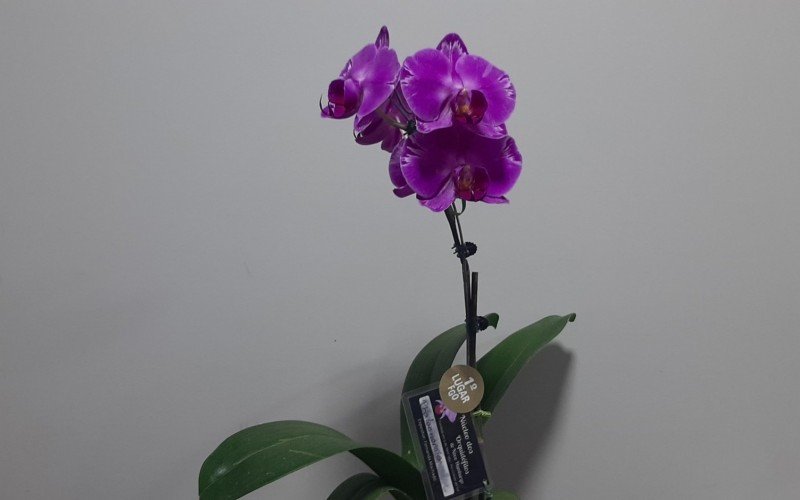 Phaleanopsis | abc+