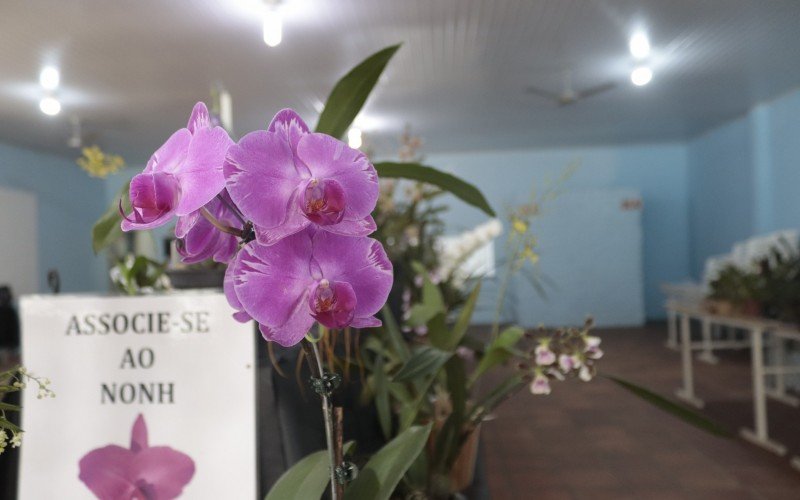 Esposição de orquídeas no Núcleo Orquidófilo De Novo Hamburgo  | abc+