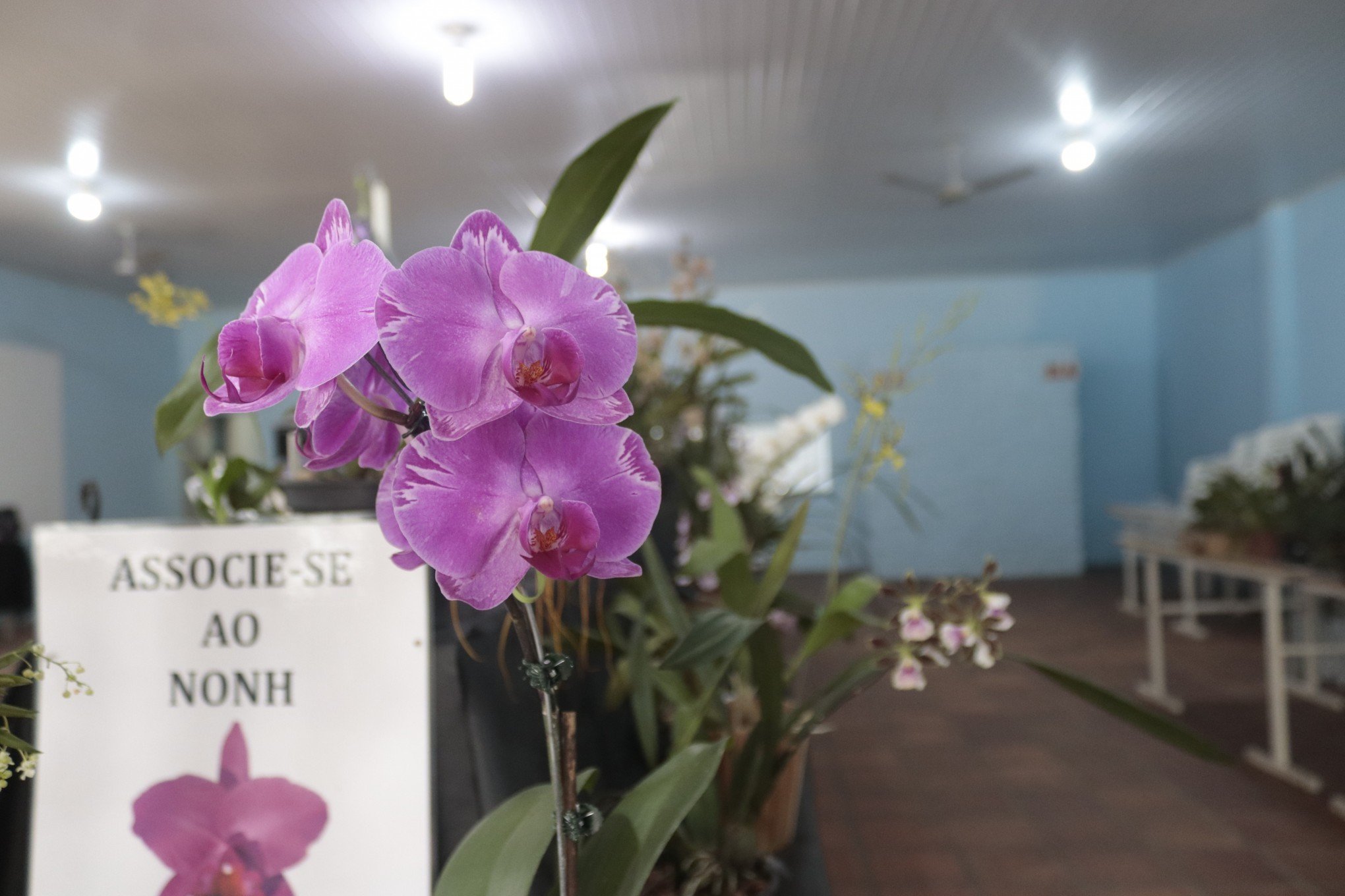 Mostra de orquídeas atrai visitantes neste fim de semana em Novo Hamburgo