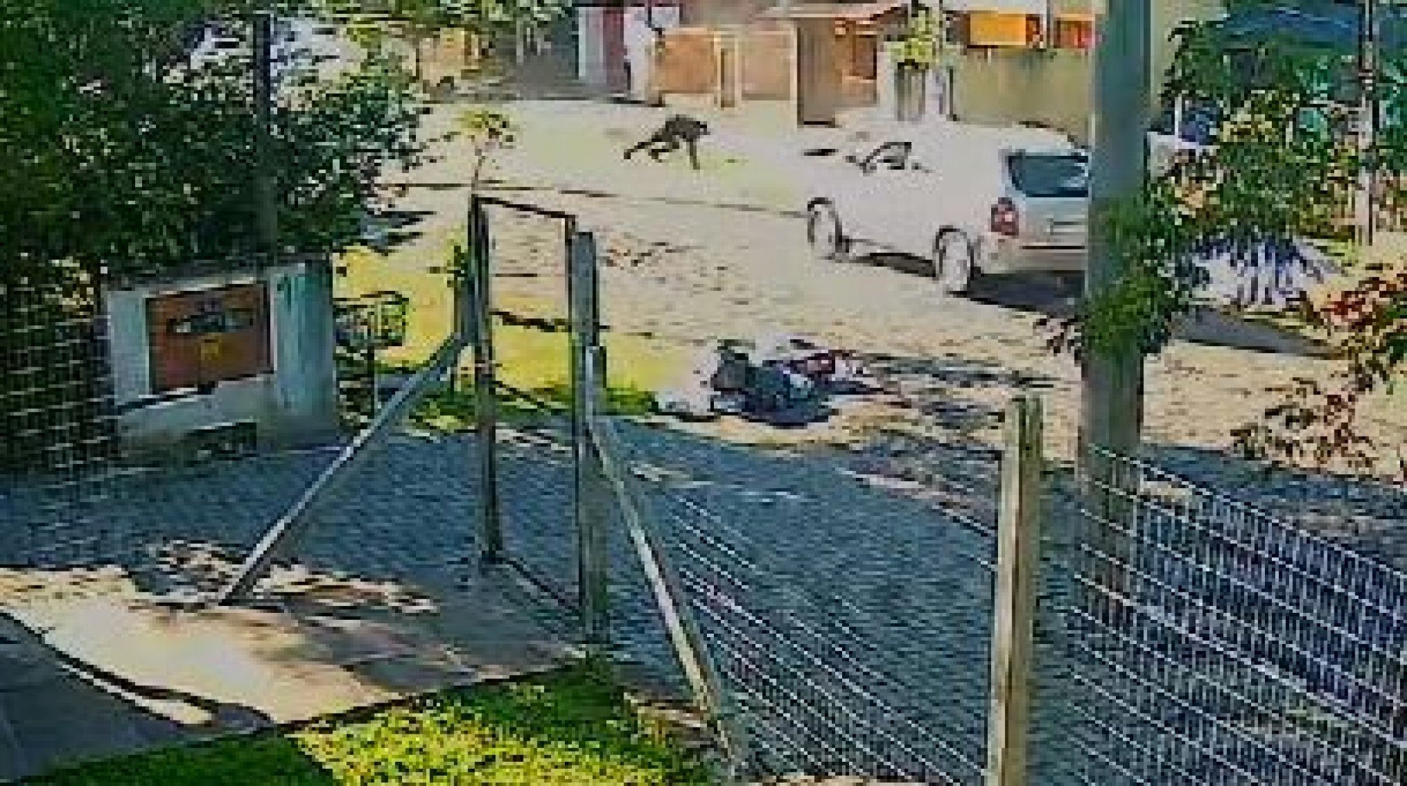 Vídeo mostra fuga atrapalhada de bandidos em assalto a residência em Estância Velha