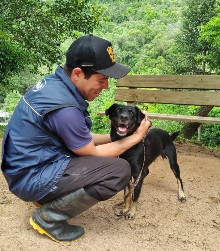 Cães resgatados da enchente que não foram adotados passam por trabalho de reabilitação e aguardam novo lar; saiba como ajudá-los