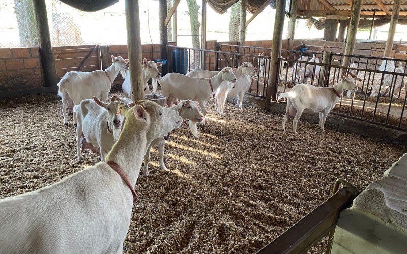 Alvorada Missioneira conta com produtos feitos com leite de cabra