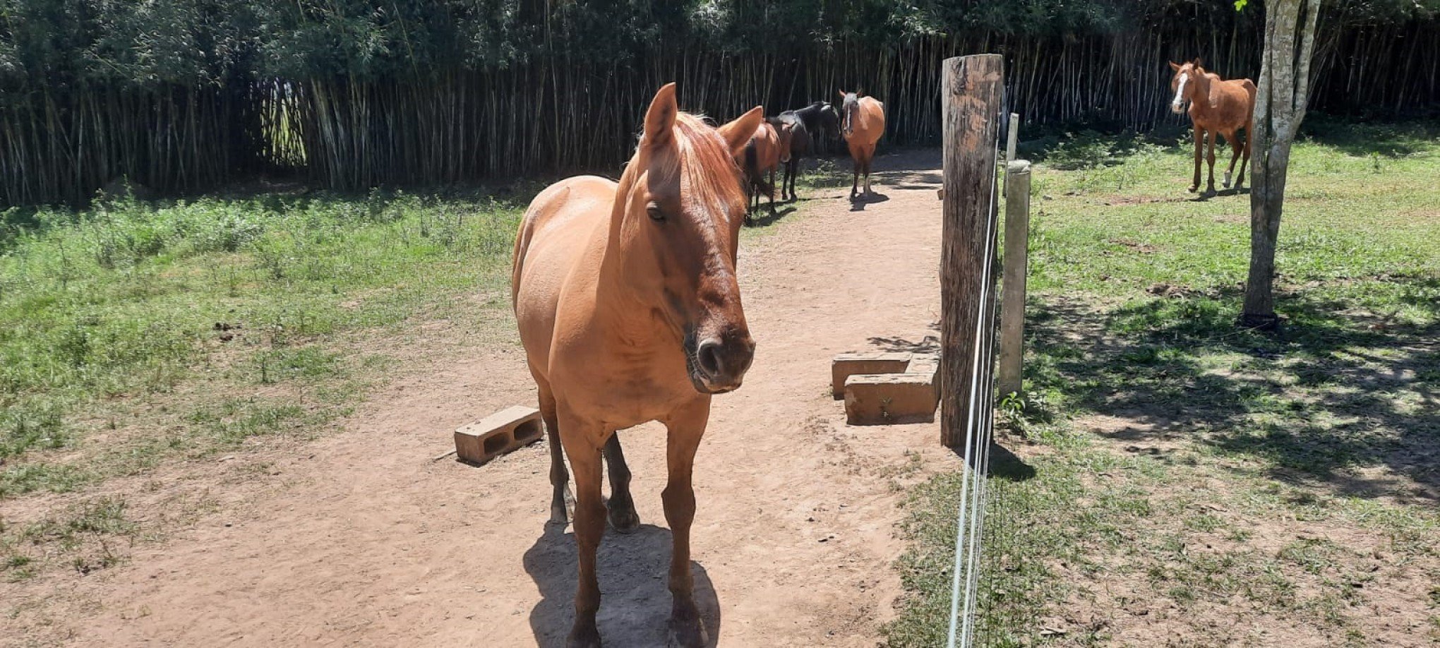 Cavalos resgatados de maus-tratos e de carroças em São Leopoldo aguardam adoção