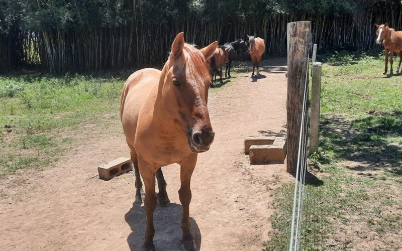 Atualmente, 58 animais resgatado na cidade estão em tratamento e reabilitação em uma propriedade na cidade de Viamão 