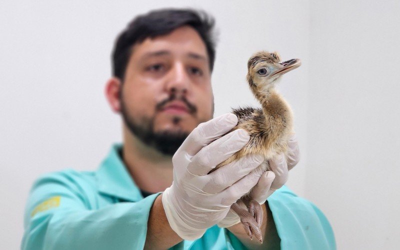 Zoológico de Gramado registra nascimento de animais