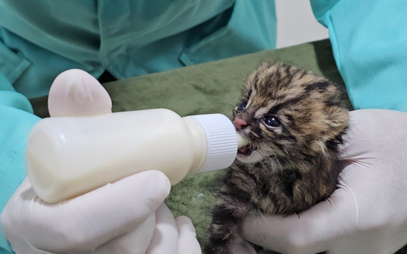 Zoológico de Gramado registra nascimento de animais