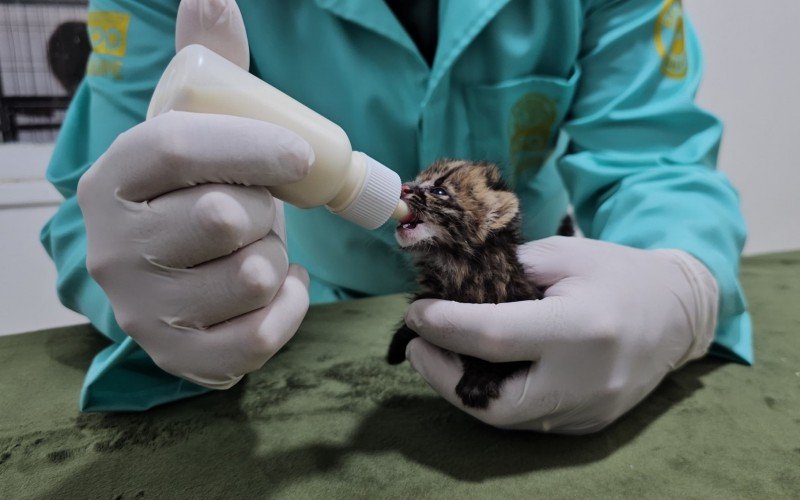 Zoológico de Gramado registra nascimento de animais