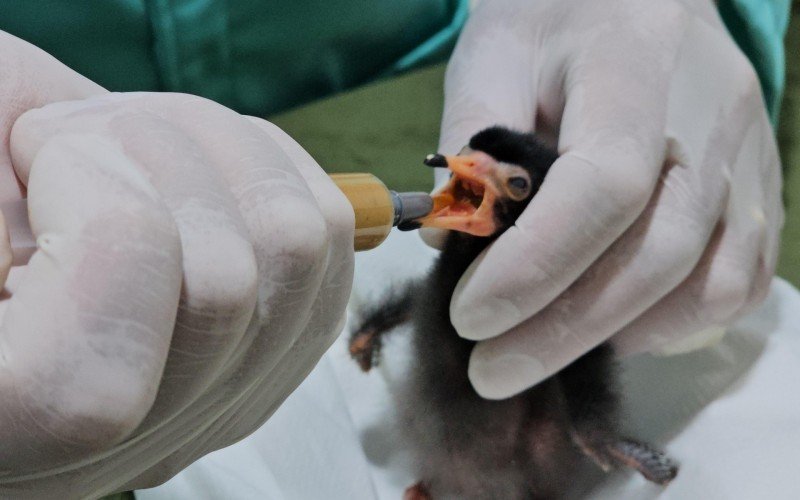 Zoológico de Gramado registra nascimento de animais