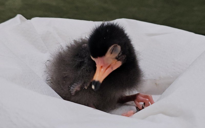 Zoológico de Gramado registra nascimento de animais