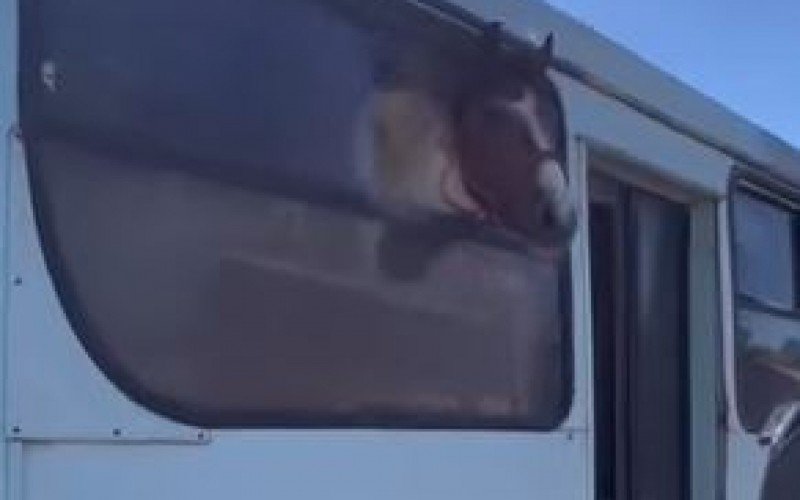 Cavalo passeando em Porto Alegre  | abc+