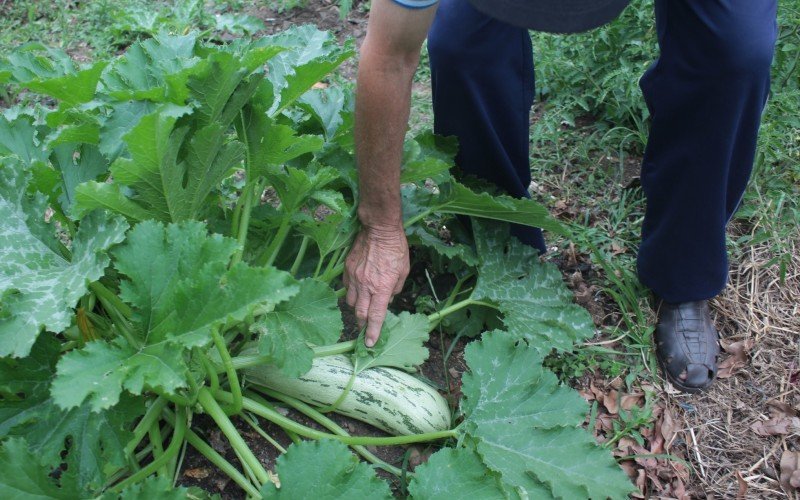A horta já deu frutos seis meses após as enchentes. Na foto, o presidente Gama mostra uma abobrinha cultivada no local